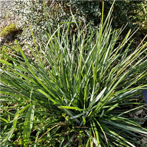 Sesleria Heufleriana